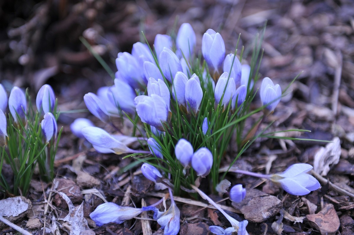 10x Crocus Chrysanthus Blue Pearl Spring Flowering Bulbs