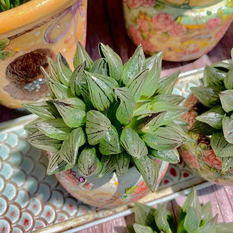 Live Succulent Haworthia magnifica v.atrofusca Bare Root Wedding Favors - Image 2 of 4