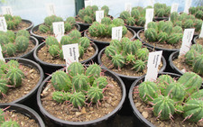 EUPHORBIA ENOPLA - nice sized succulent plants.