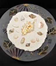 Sea Shell Lot - Award Winning Collection - Collector/Table Decoration/Crafts 1