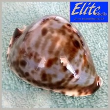 Cypraea vercoi f. lentiginosa 72.6mm ULTRA! STUNNING BLUE BEAUTY SW. Australia