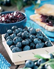 verschiedene Obstpflanzen Zitone Feige Weintraube Melonenbirne Kiwi Brombeere