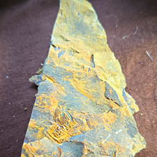 P82 Unidentified Fossil Specimen in Shale Rock Matrix Slab (Unidentified)