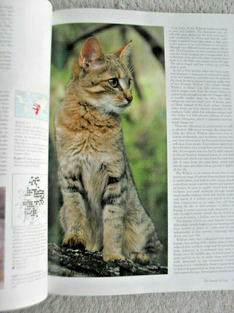 Cats Noble Cat Feline Aristocrat of the Animal World Cats Hardback 8 book Lot - Picture 6 of 14