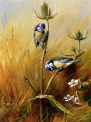 Bluetits on a Teasel by A. Thorburn Bird Tile Mural Kitchen Backsplash Ceramic