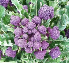 1500 Broccoli Seeds - Purple Sprouting Non-GMO Heirloom | USA Seller