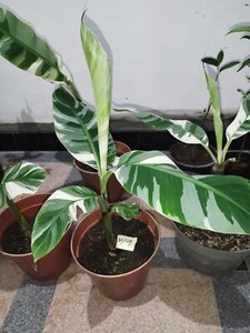 sonnenblumen saatgut bio Bio-Sonnenblume Verzweigt kaufen