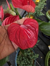 anthurium Original Rare plant To Find
