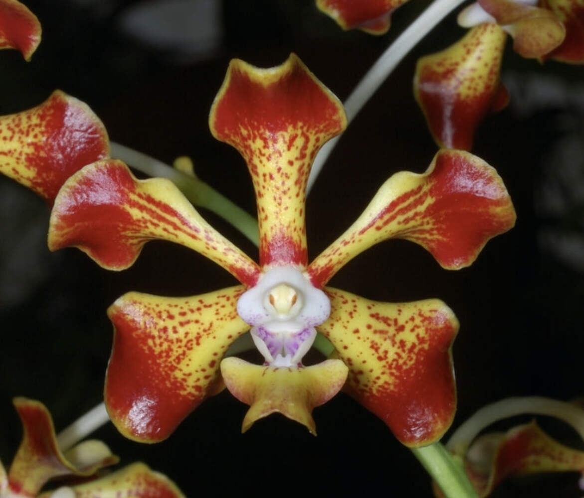 Vanda merrillii var spot spécimen rare d'orchidée de collectionneur