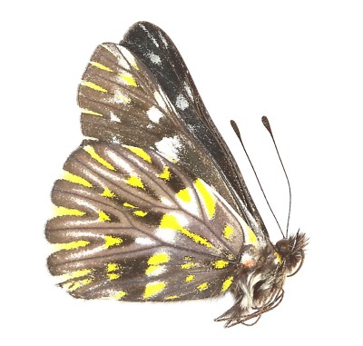 LEPIDOPTERA, PIERIDAE, CATASTICTA TEUTILA FLAVOMACULATA (male) from COSTA RICA