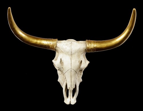 Fungo Kalix essiccato, naturale, per composizioni floreali secche