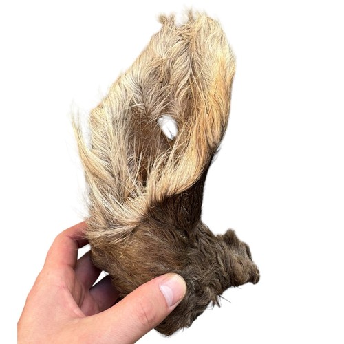 3 X Air Dried 100% Natural Large Hairy Beef Ears Dog Treat Chew Hypoallergenic - Picture 4 of 8