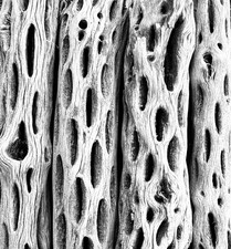 50 CHOLLA Wood 6 Pcs For Shrimp, Aquariums, Terrariums