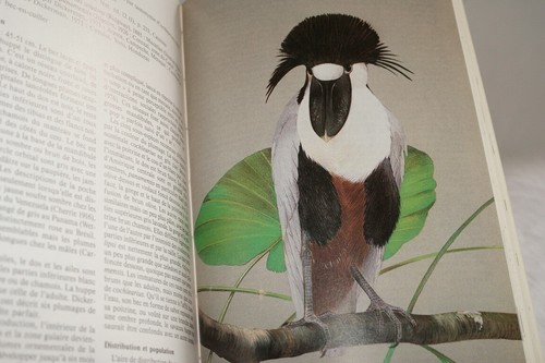 HERONS DU MONDE: REIHER-BIHOREAUX-BUTORS-HERONS-ONORES GRAVUR NIESTLE - Bild 4 von 4