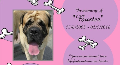 Personalised Metal Pet Photo Memorial Stake Grave Name Plate Outdoor UV Dog Cat - Picture 12 of 21