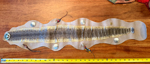 Real Rattlesnake Skin Mounted on Leather with ~ 3 ounces Silver Coins