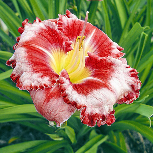 Rare 2 Iris Bulbs Roots Sumptuous Exuberant Flowers Reblooming Bonsai Plant Yard