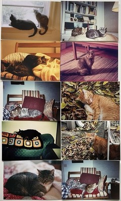10 Vintage Found Photos Cats Kittens Cute Animals 4x6 Snapshots