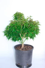 Dwarf Japanese Green Maple 'Mikawa Yatsubusa' Pre-Bonsai Tree - 3 Gallon