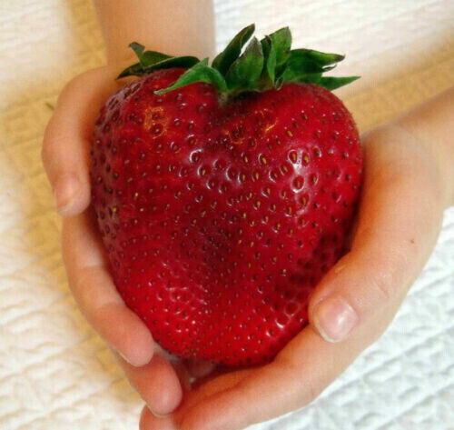 FRAGOLA GIGANTE GIANT STRAWBERRY 60 SEMI + OMAGGIO +"SPEDIZIONE GRATUITA " - Foto 1 di 1