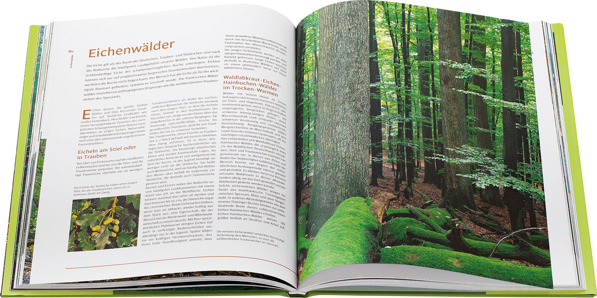 Thumbnail - Urwälder. Deutschlands Archaische Welten. Georg Sperber