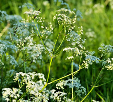 150x Cow Parsley Seeds – UK Native Wildflower For Meadows & Borders