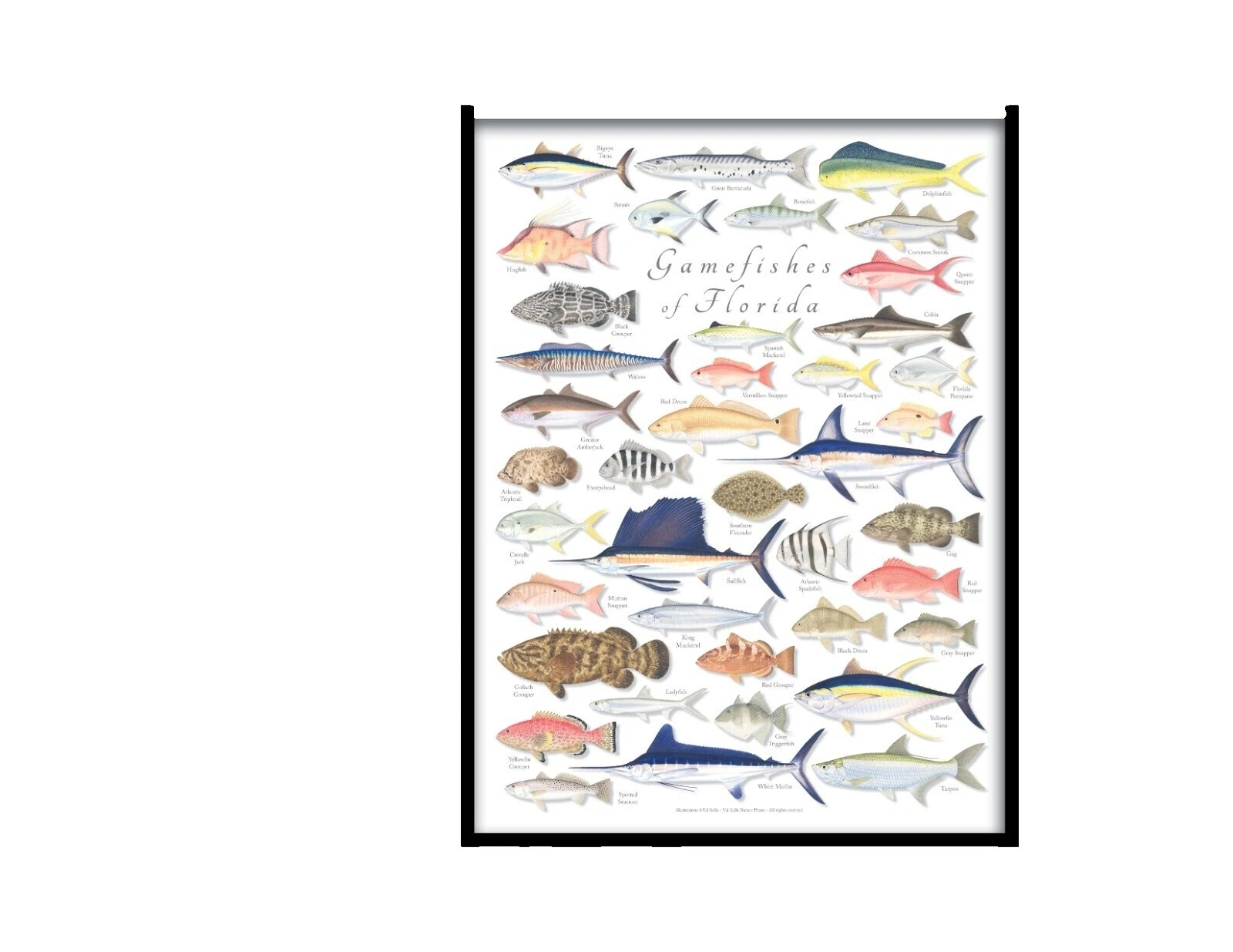 Arte de pesca afiches y grabados de decoración para el Hogar