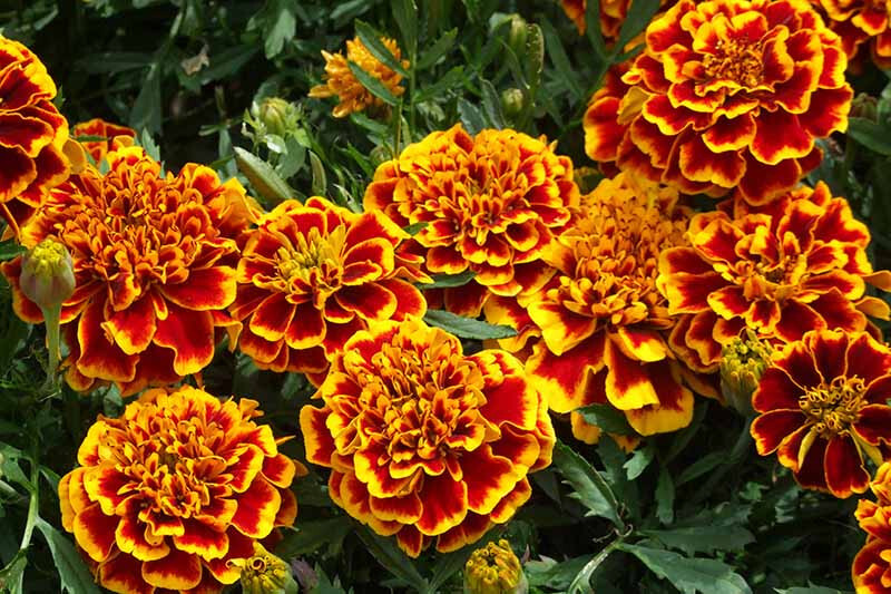 20 Crimson Gold Chinese Flower Seeds – Summer Blooming, Red/Gold Garden Flowers