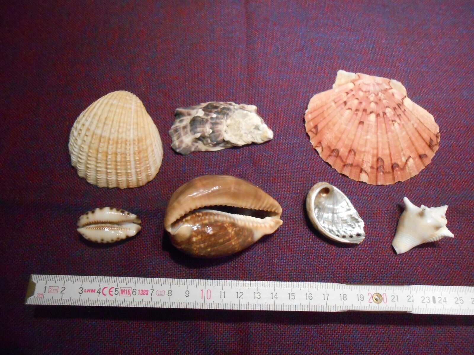 7 Meeresschnecken und Muscheln, rezent, 4 - 10 cm, Indischer Ozean