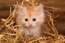 Feral Cat, Kitten Winter Rescue Kit - Warm Wheat Straw Bedding and Kitty Treats