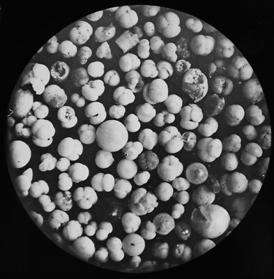 FORAMINIFERA AT 565 FATHOMS 1894 OLD MICROSCOPE PHOTO Magic Lantern Slide 