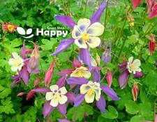 COLUMBINE FLOWER MRS SCOTT ELLIOTT MIX - 200 SEEDS -