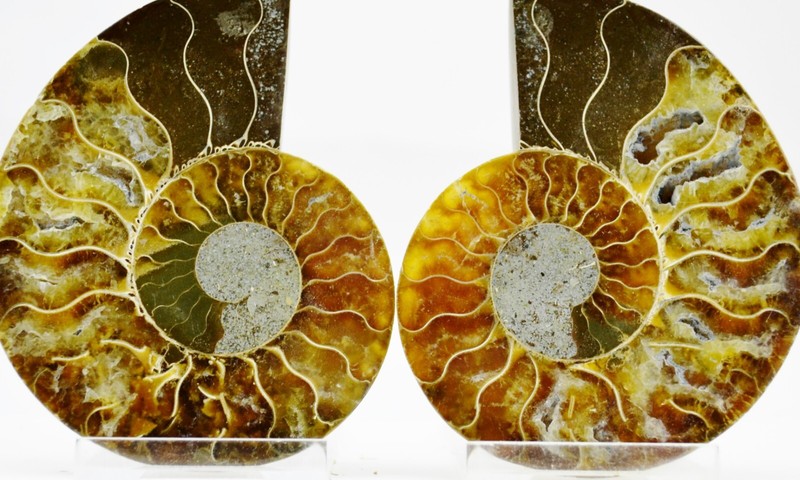 Large Ammonite Pair Multi Color Crystals XL 88mm 110myo FOSSIL 3.2" e4963xx