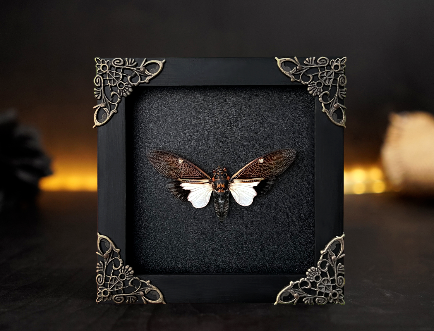 Real Cicada Taxidermy Art Frame Dried Insect Gallery Wall Spooky Gothic Decor