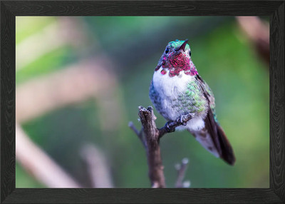 Kolibri auf einem Ast gerahmtes Wandbild Poster Leinwanddruck Bild