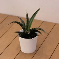 Snake House Plant Sansevieria Trifasciata in 12cm Pot 🪴