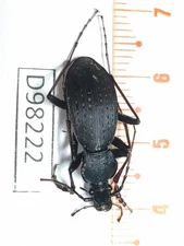 D98222-insects Carabidae from Vietnam North