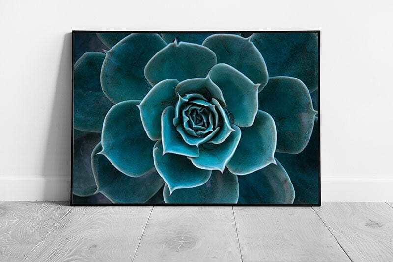 Teal Green Blue Succulent Cactus Macro Close Up Wall Art Print-image