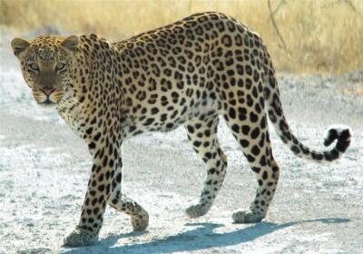 EXTINCT AFRICAN ZANZIBAR LEOPARD GLOSSY POSTER PICTURE PHOTO PRINT BANNER 9484