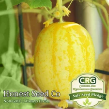 50+ Lemon Cucumber Seeds | Non-GMO Garden Seeds
