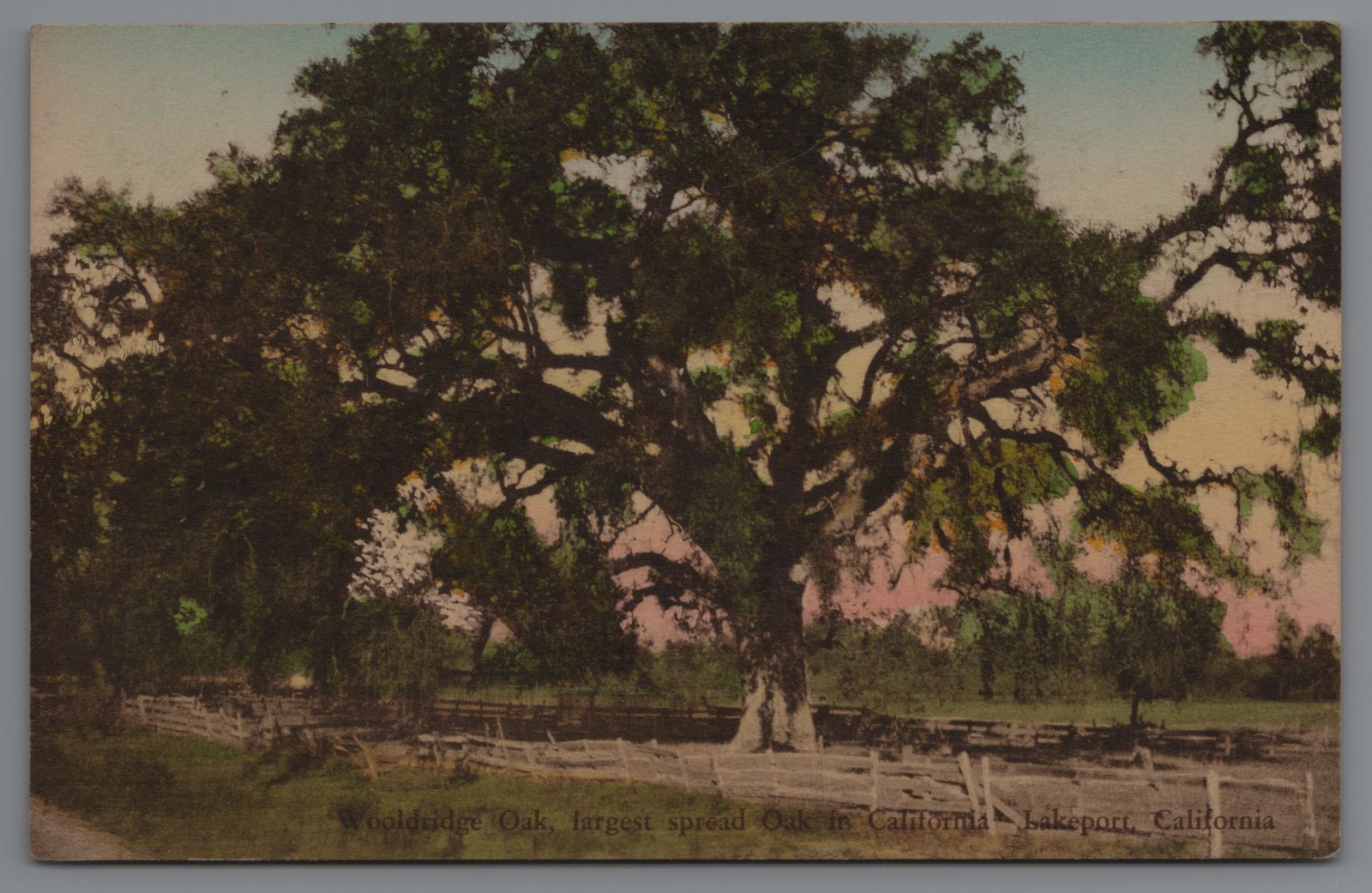 Rare Large Wooldridge Oak Lakeport California Hand Colored Vintage Postcard D11