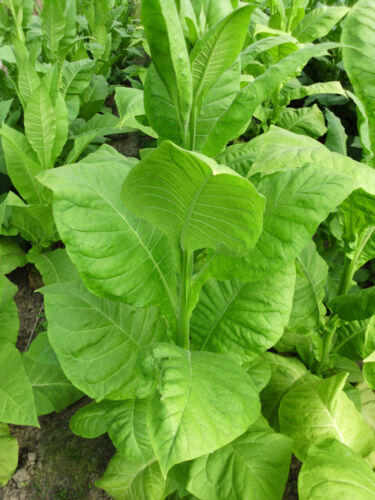6x1000 6 Sorten Tabaksamen Ganz frische Samen Ernte 2023 Tabakpflanzen - Afbeelding 1 van 5