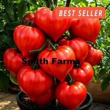 50+ Seeds GIANT OXHEART Tomato Hybrid Juicy Easy to Grow Vegetable Garden