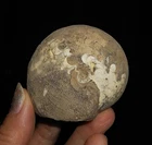 AMAZING AMMONITES!! STACHEOCERATIDAE FOSSIL AMMONITE FROM TIMOR, INDONESIA, 52MM