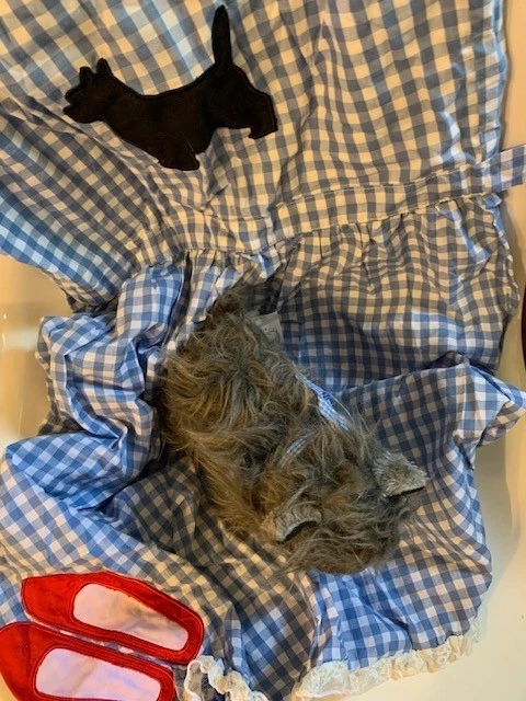 Ann Loren DOROTHY OF OZ DRESS Girls Size 9/10 & Plush TOTO Great for Costume - Image 2 of 4