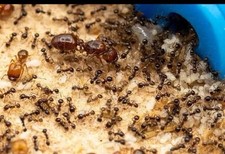 HOLIDAY SALE Pheidole Militicida Colony 25w Queen Ant 2025 - insect feeder RARE