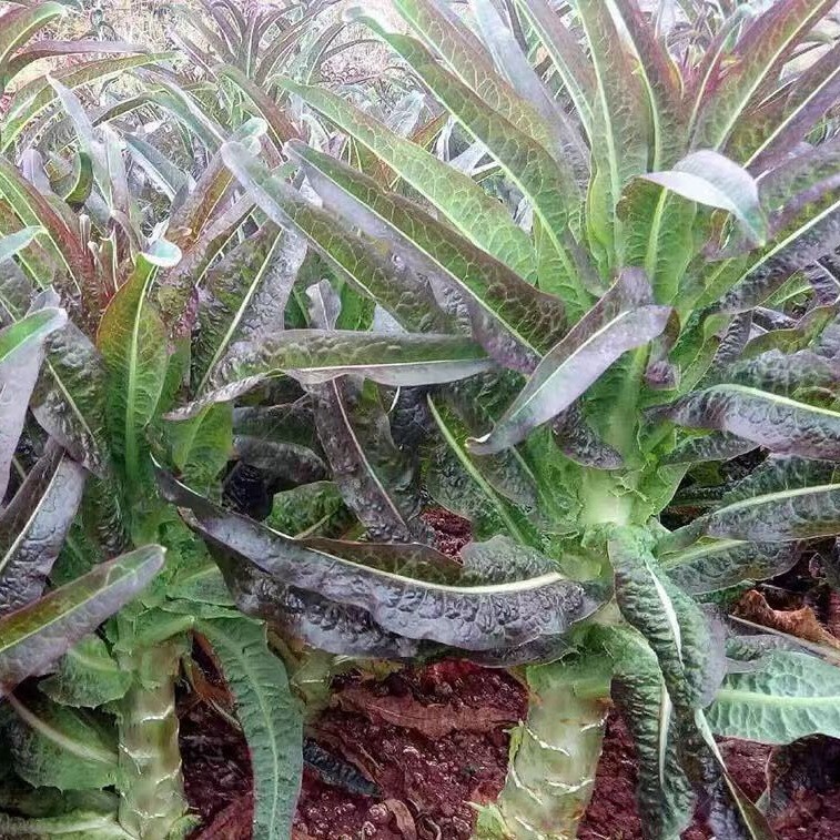 50x seeds RED Stem Lettuce /Asparagus Lettuce /Chinese Celtuce 红皮莴笋种子50 ...