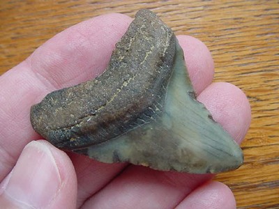 (S-241-J) 1-7/8'' Fossil MEGALODON Shark Tooth FL Teeth JEWELRY I love sharks