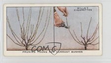 1938 Wills Garden Hints Tobacco Pruning Young Red Currant Bushes #35 1i3