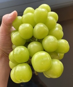 Shine Muscat | eBay